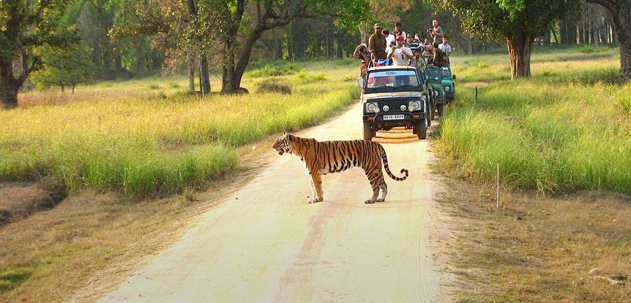 Wild Trails of Central India