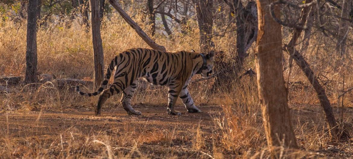 Wild Trails of Central India
