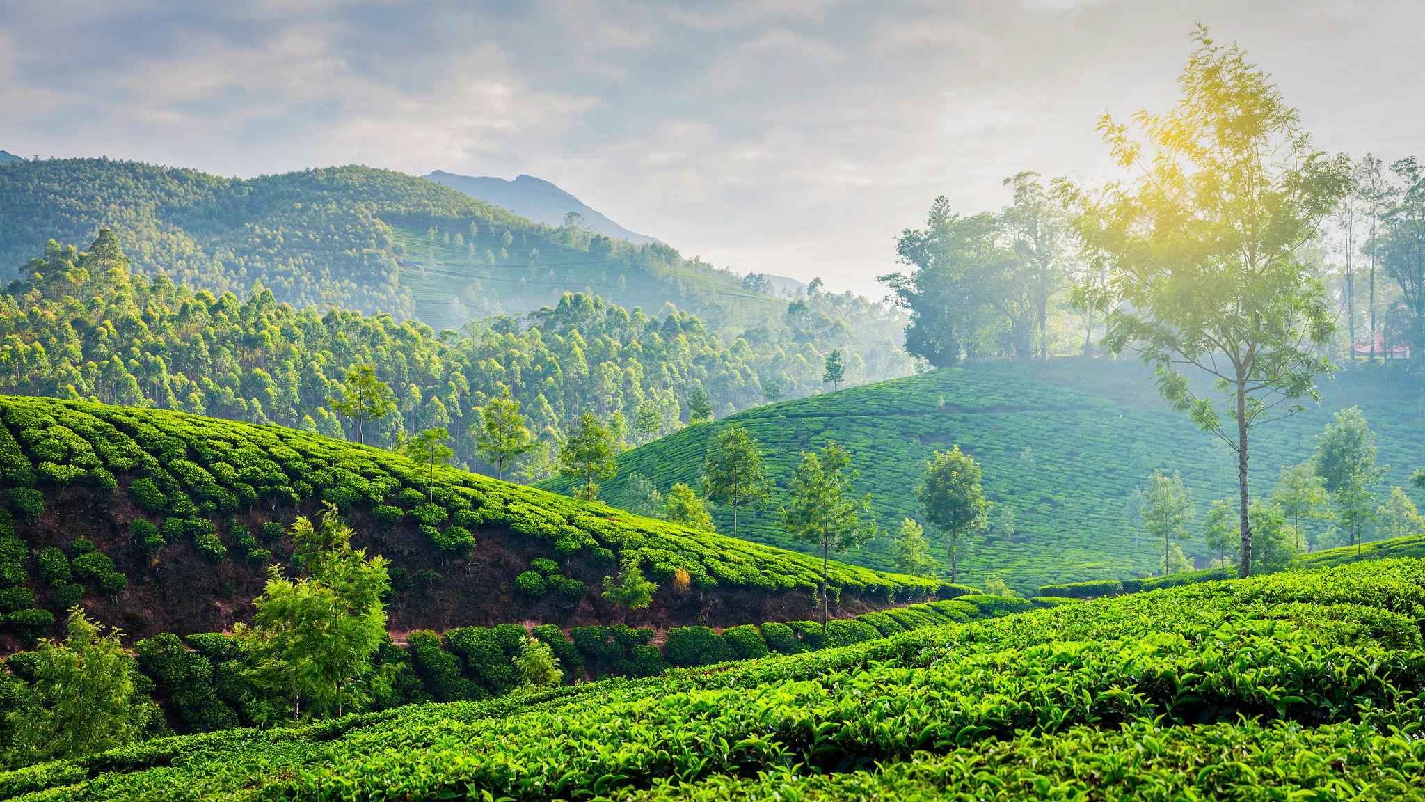 Kerala Waterfalls, Backwaters & Beach Escape