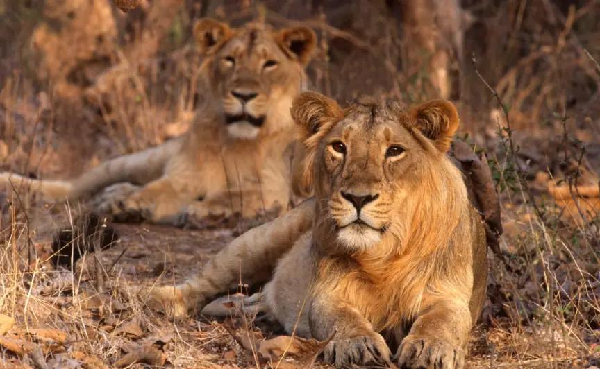 Sacred Gujarat Temples & Wildlife Tour