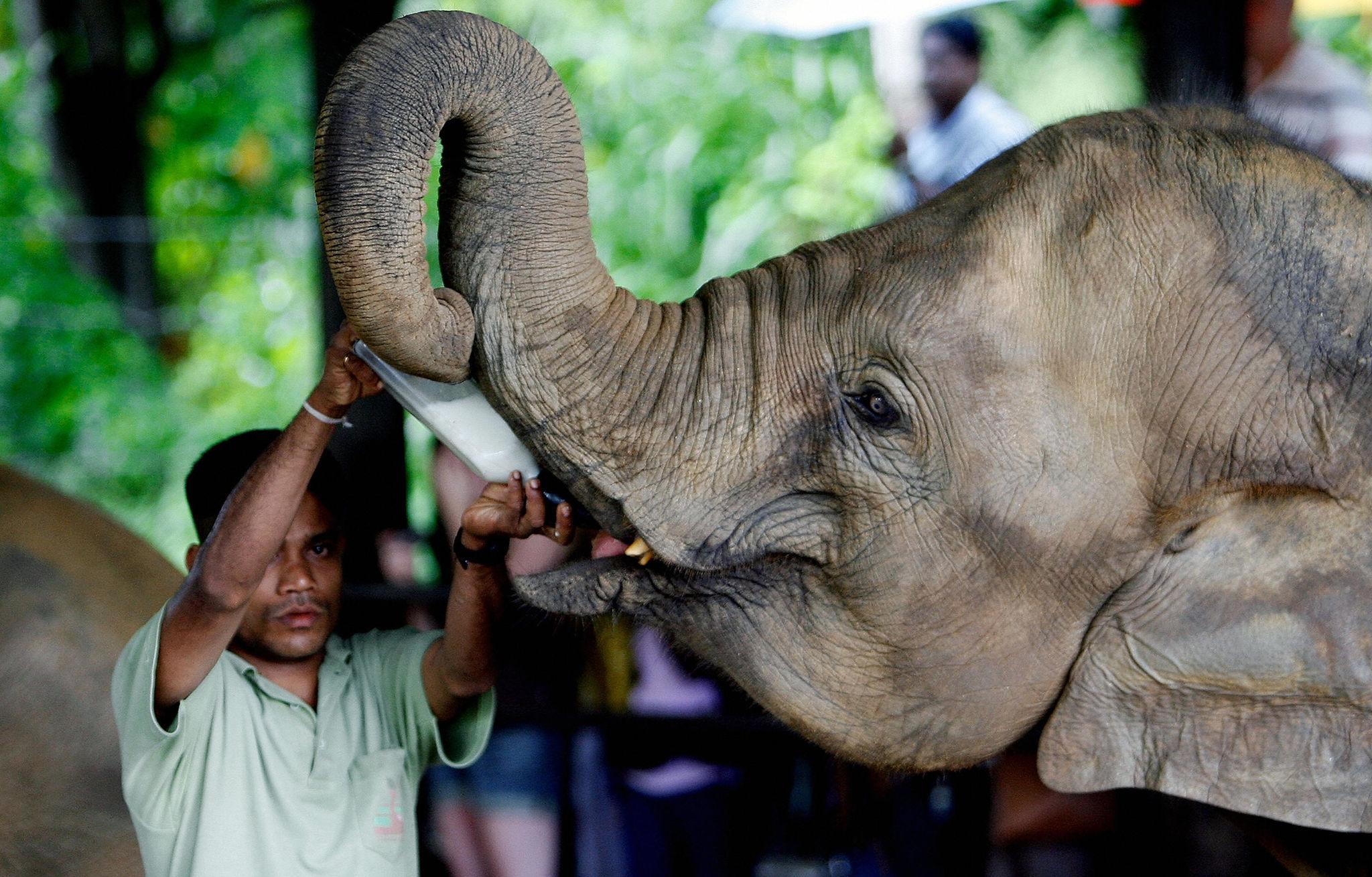 Sri Lanka Heritage, Wildlife & Beach Escape
